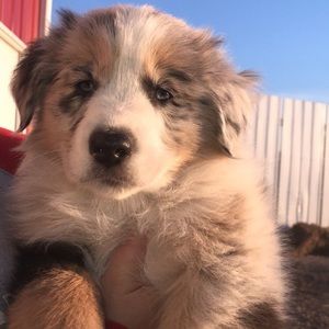 Meet your Posher, Reese